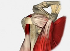 Patología del Tendón del Bíceps